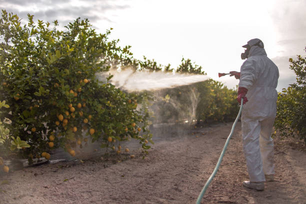 Pest Prevention Services in Mars Hill, NC