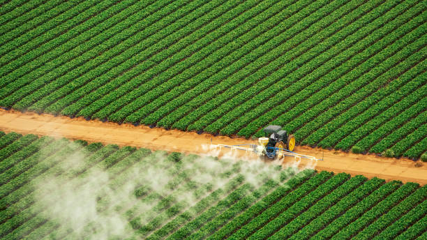 Best Termite Control Services  in Mars Hill, NC