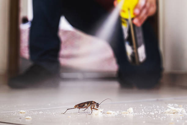 Flea Control Services in Mars Hill, NC
